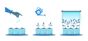 seedling growing in pot